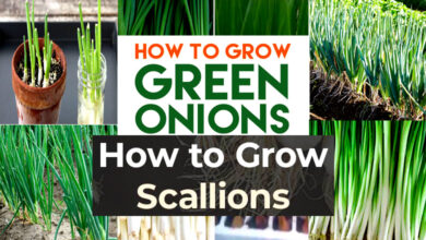 How to Grow Scallions Perfectly