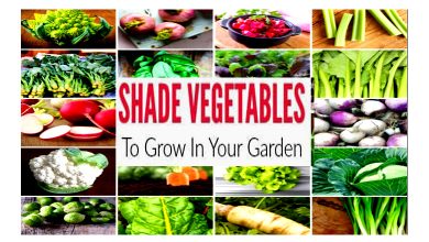 Best Veg and Herbs to Grow in Shade