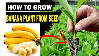 How to Grow Banana Tree from Seeds