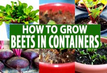 Growing Beetroot in Containers
