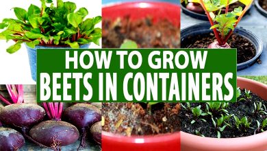 Growing Beetroot in Containers