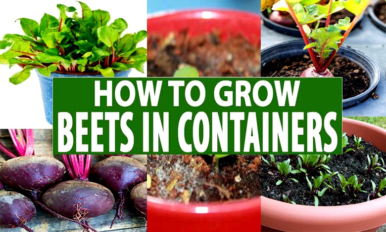 Growing Beetroot in Containers