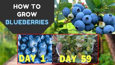 How to Grow Blueberries Start to End Best Way