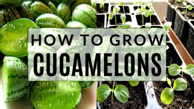 How to Grow Cucamelons