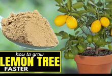 How to Grow Lemon Trees ‍Faster Easy Tips