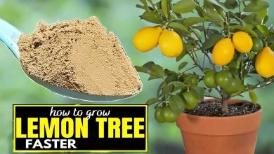 How to Grow Lemon Trees ‍Faster Easy Tips