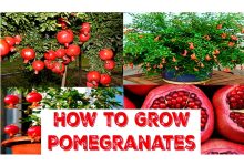 How to Grow Pomegranate Indoor Guides