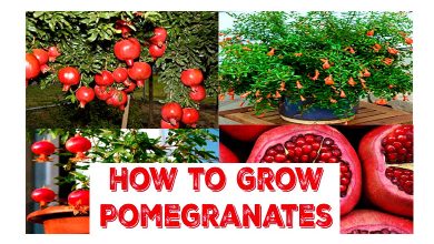 How to Grow Pomegranate Indoor Guides