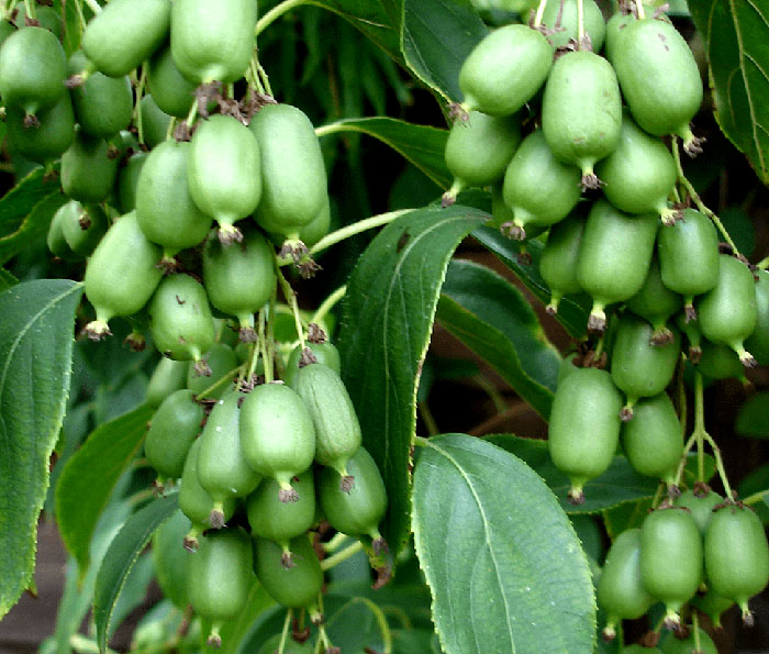Growing Kiwi in Containers 2x Growing Tips