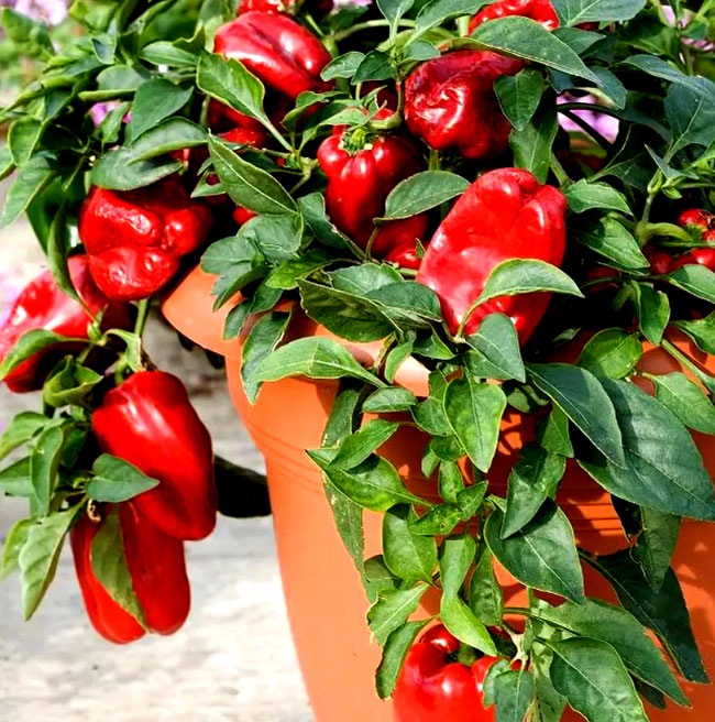 Growing Bell Peppers in Pots