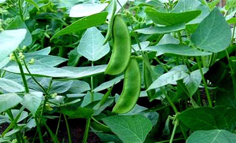 How to Grow Lima Beans Best Tips