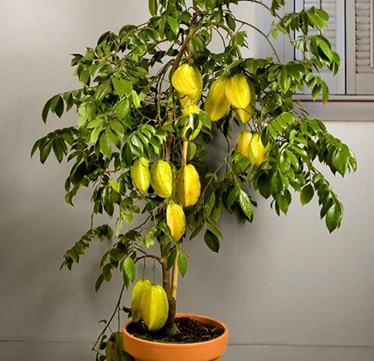 How to Grow Star Fruit In Pot Full Guidance 