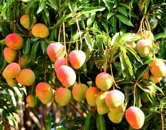 How to Grow Mango in Pot Double the Yield