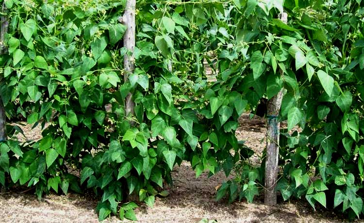 How to Grow Lima Beans Best Tips