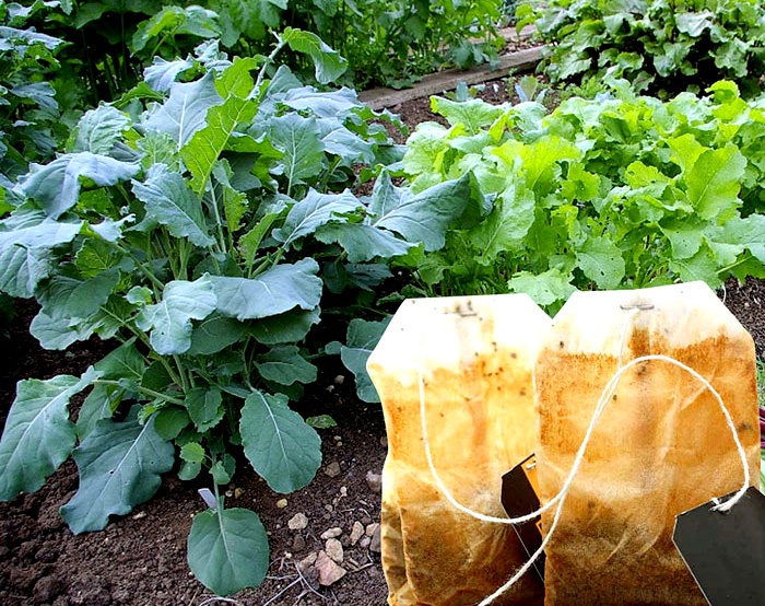 Amazing Tea Bag Uses In Garden