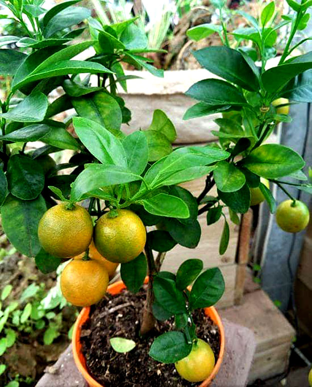 How to Grow Sweet Lemon in Pot