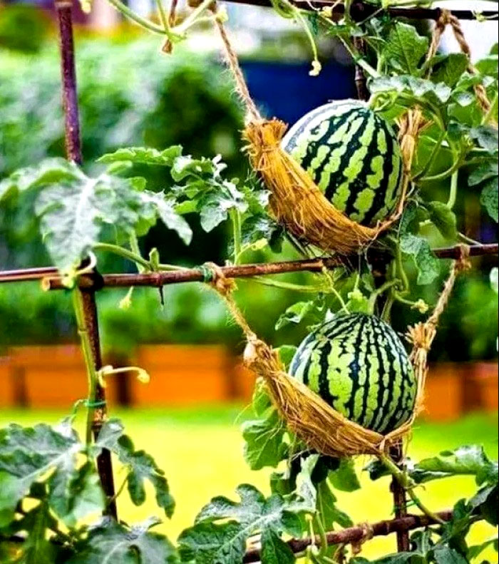Growing Watermelon in Containers Successfully