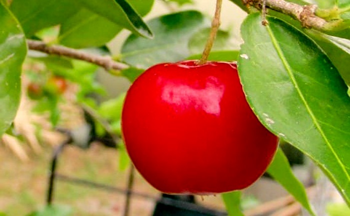 How to Grow Barbados Cherry