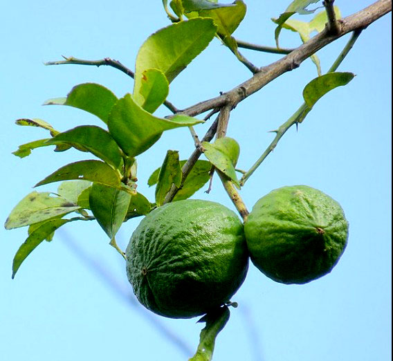 How to Grow Sweet Lemon in Pot