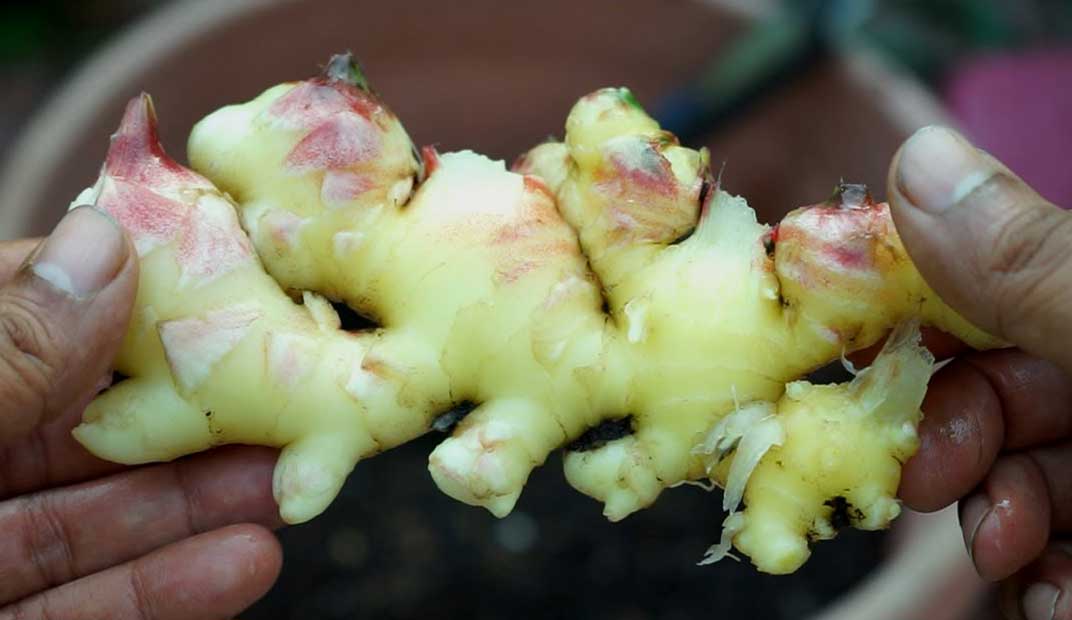 Ginger