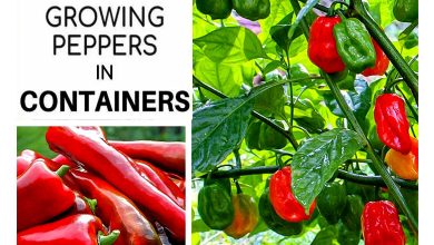 Growing Bell Peppers in Pots