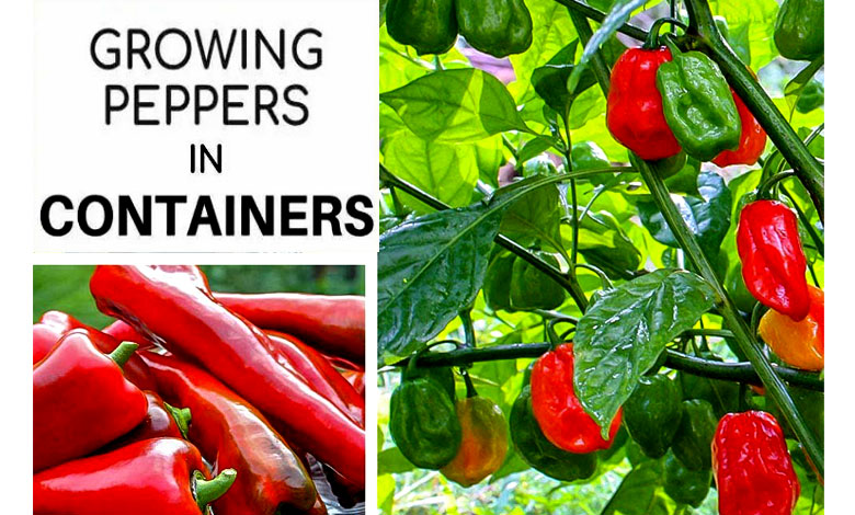 Growing Bell Peppers in Pots