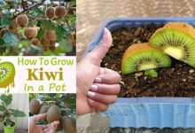 Growing Kiwi in Containers