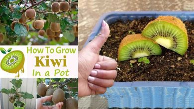 Growing Kiwi in Containers