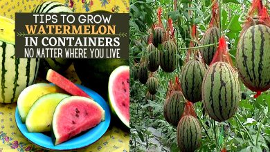 Growing Watermelon in Containers Successfully