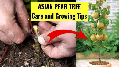 How to Grow Asian Pear Trees Indoor