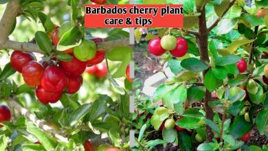 How to Grow Barbados Cherry
