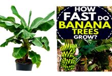 How to Grow Darjeeling Banana