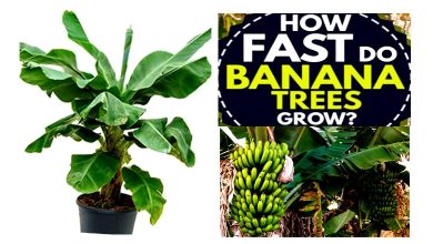 How to Grow Darjeeling Banana