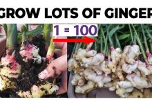 How to Grow Ginger in Pot
