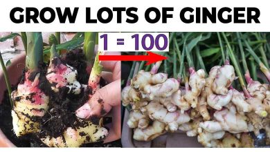 How to Grow Ginger in Pot