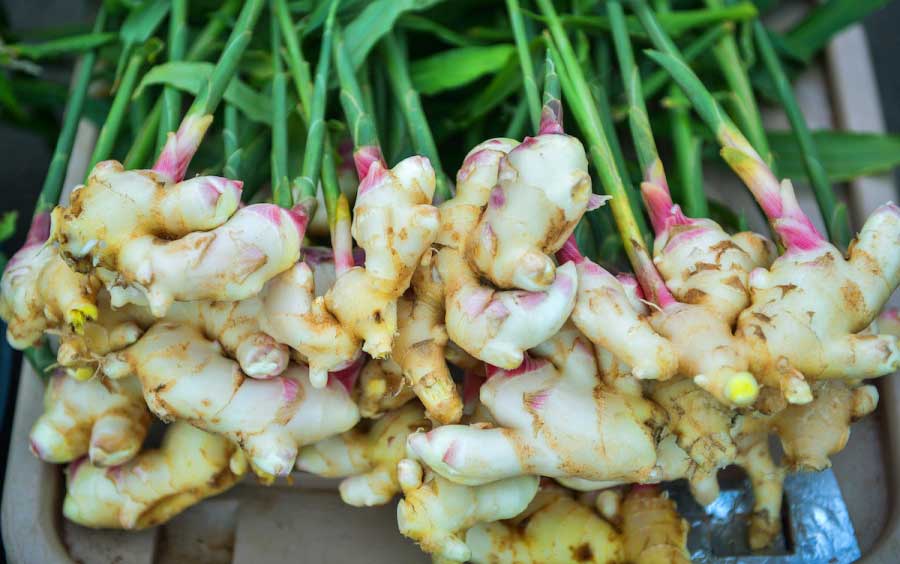 How to Grow Ginger