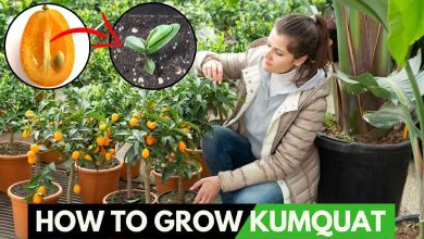 How to Grow Kumquats Master Methods Apply