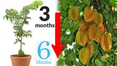 How to Grow Star Fruit In Pot Full Guidance