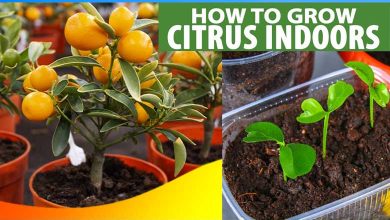 How to Grow Sweet Lemon in Pot
