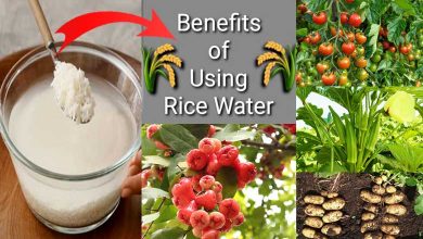 Rice Water Benefits for Garden Scientifically Proven