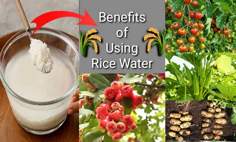 Rice Water Benefits for Garden Scientifically Proven - SVG