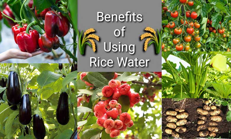 Rice Water Benefits for Plant