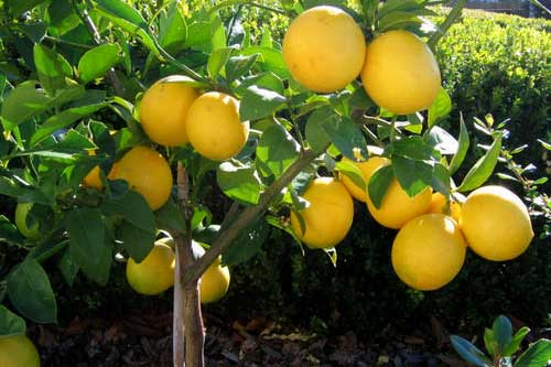 How to Grow Sweet Lemon in Pot