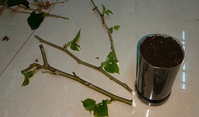How to Grow Mulberry Tree From Cutting