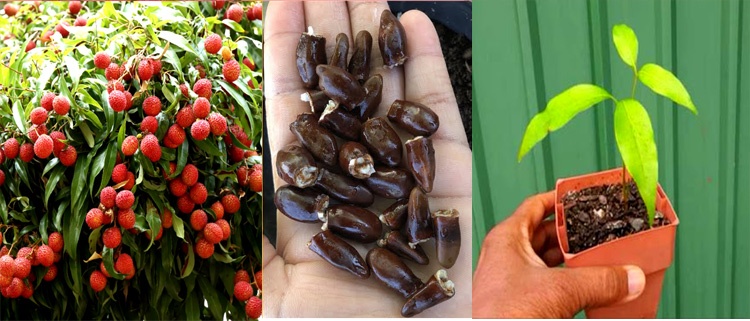 How To Grow Lychee Tree From Seed In Container