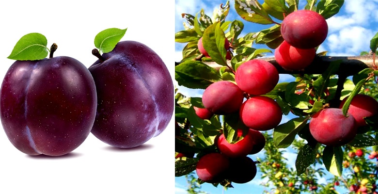 How To Grow Plum Tree From Seeds In Pot