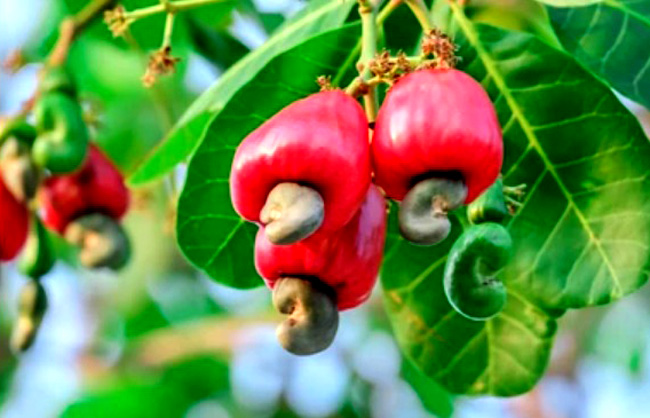 How to Grow Cashew Nuts