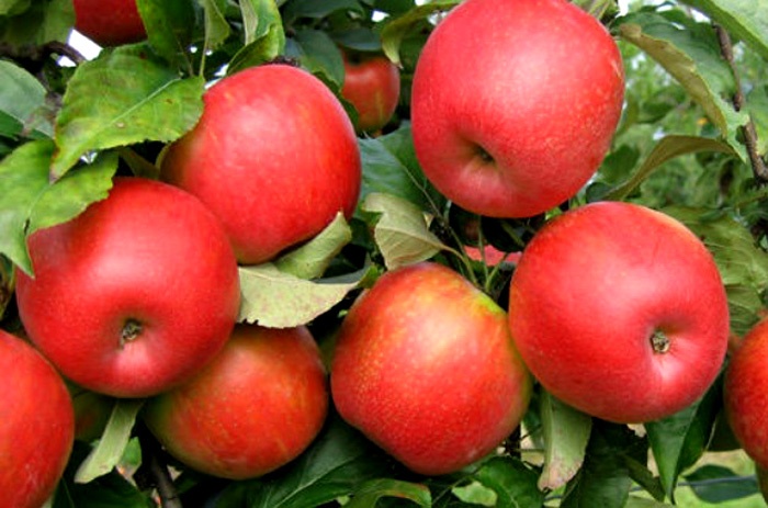 How to Grow Honeycrisp Apples In Pot