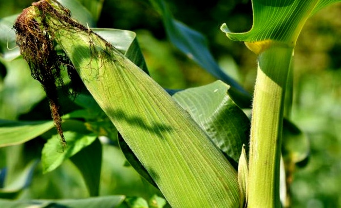 How to Grow Corn From Seeds 