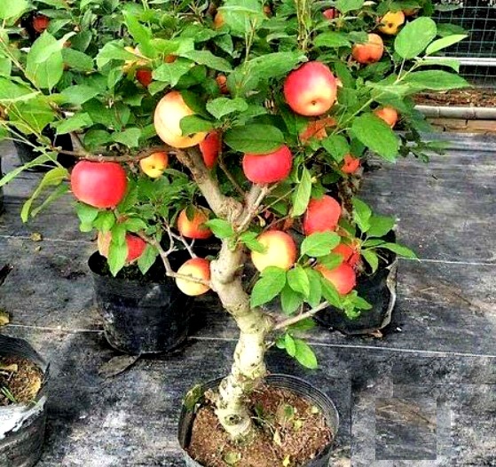 How to Grow Honeycrisp Apples In Pot